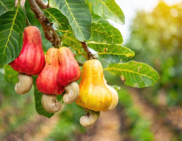 Cashew Second Section Image