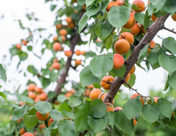 many apricot fruits on a tree in the garden on a bright summer day. Organic fruits. Healthy food. Ripe apricots.