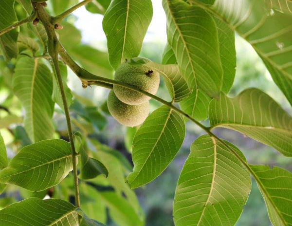 Walnuts Second Section